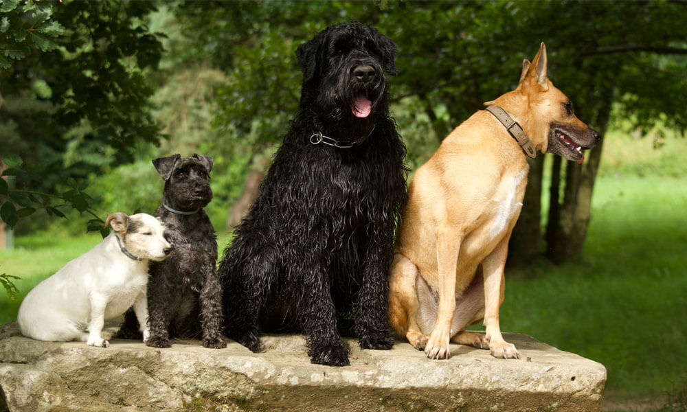 vier verschillende honden